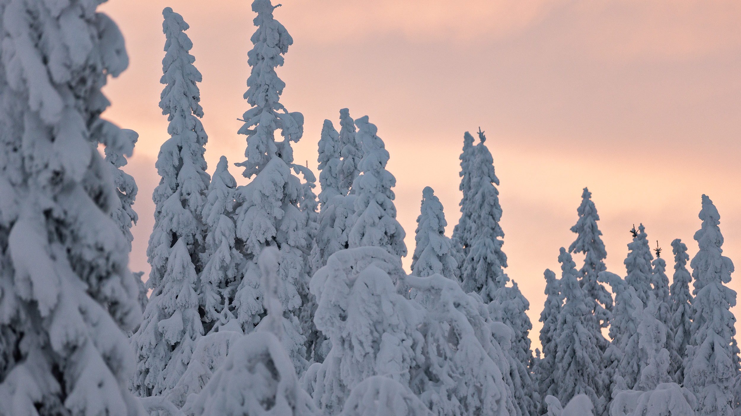 Snöklädda granar i solnedgång
